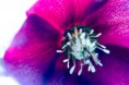 /album/fotogalerij-natuur/dsc-0002-bewerkt-1-jpg/